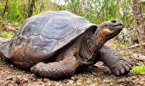 Groundbreaking Study Reveals Tortoises Have Feelings, Similar to Ours