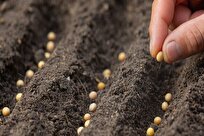 Seeds Produced in Iran among World's Top 20 Varieties