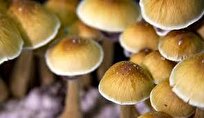 Natural Compound from Mushrooms Could Benefit People with Cancer, Major Depression