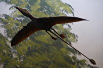North America’s Oldest Pterosaur Unearthed in Arizona’s Triassic Time Capsule