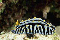 Scientists Discover Unusual New Species of Sea Slug That Looks Like Egg