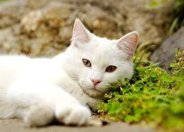 Scientists Reveal Why Cats Always Sleep on Their Left Side