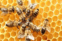 Iran-Made Sweet Paste Reduces Honeybee Losses in Cold Season