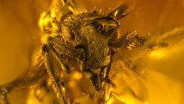 A 16-Million-Year-Old Amber Fossil Just Revealed the Smallest Predator Ant Ever Found
