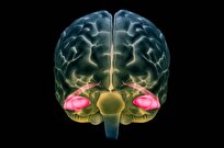 Parts of Brain Defy Aging, Even Improve over Time