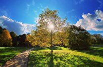 Want to Cool the Planet? Plant Trees Here!