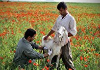 Iranian Scientists Produce Multipotent Foot-and-Mouth Vaccine