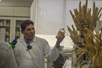 Iranian Researchers Present 6 New Pearl Millet Varieties