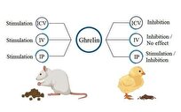 Iranian Scientists Decode Role of Ghrelin in Regulating Bird Appetite