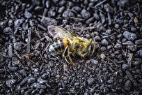 Insects Disappearing Even from ‘Untouched’ Landscapes