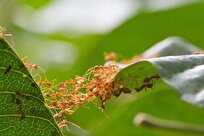 Surprising Teamwork Trick Ants Use to Double Their Strength