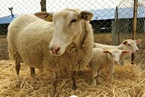 Iranian Knowledge-Based Firm Conducts Genetic Modification on Light Livestock