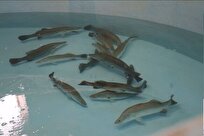 Iranian Researchers Achieve Technical Knowhow of Producing Resistant Juvenile Fish
