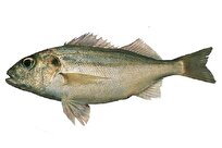 Iranian Scientists Produce High-Quality Gelatin from Persian Gulf Fish