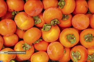 Persimmon harvest from Soulqan orchards in Kan district of Tehran happens in the season of fall, from the last days of October until the early days of January, depending on the weather conditions of the region.