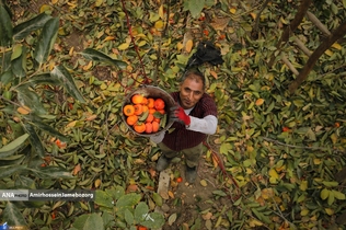 Persimmon harvest from Soulqan orchards in Kan district of Tehran happens in the season of fall, from the last days of October until the early days of January, depending on the weather conditions of the region.