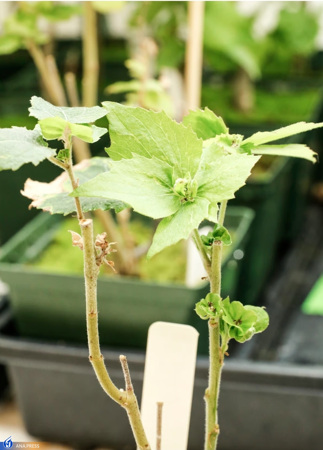 فناوری کریسپر زمان گلدهی درختان را از یک دهه به چند ماه کاهش میدهد فناوری کریسپر زمان گلدهی درختان را از یک دهه به چند ماه کاهش میدهد