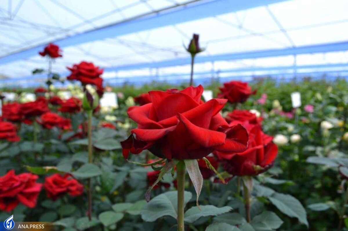 افزایش کیفی و کمی پرورش گل رُز با دستگاه نانو حباب ساز ایرانی