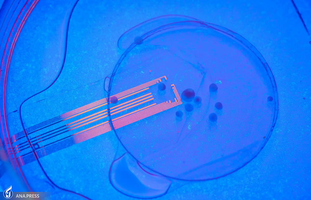 مغز مینیاتوری انسان برای اولین بار به محرکهای بینایی پاسخ داد مغز مینیاتوری انسان برای اولین بار به محرکهای بینایی پاسخ داد