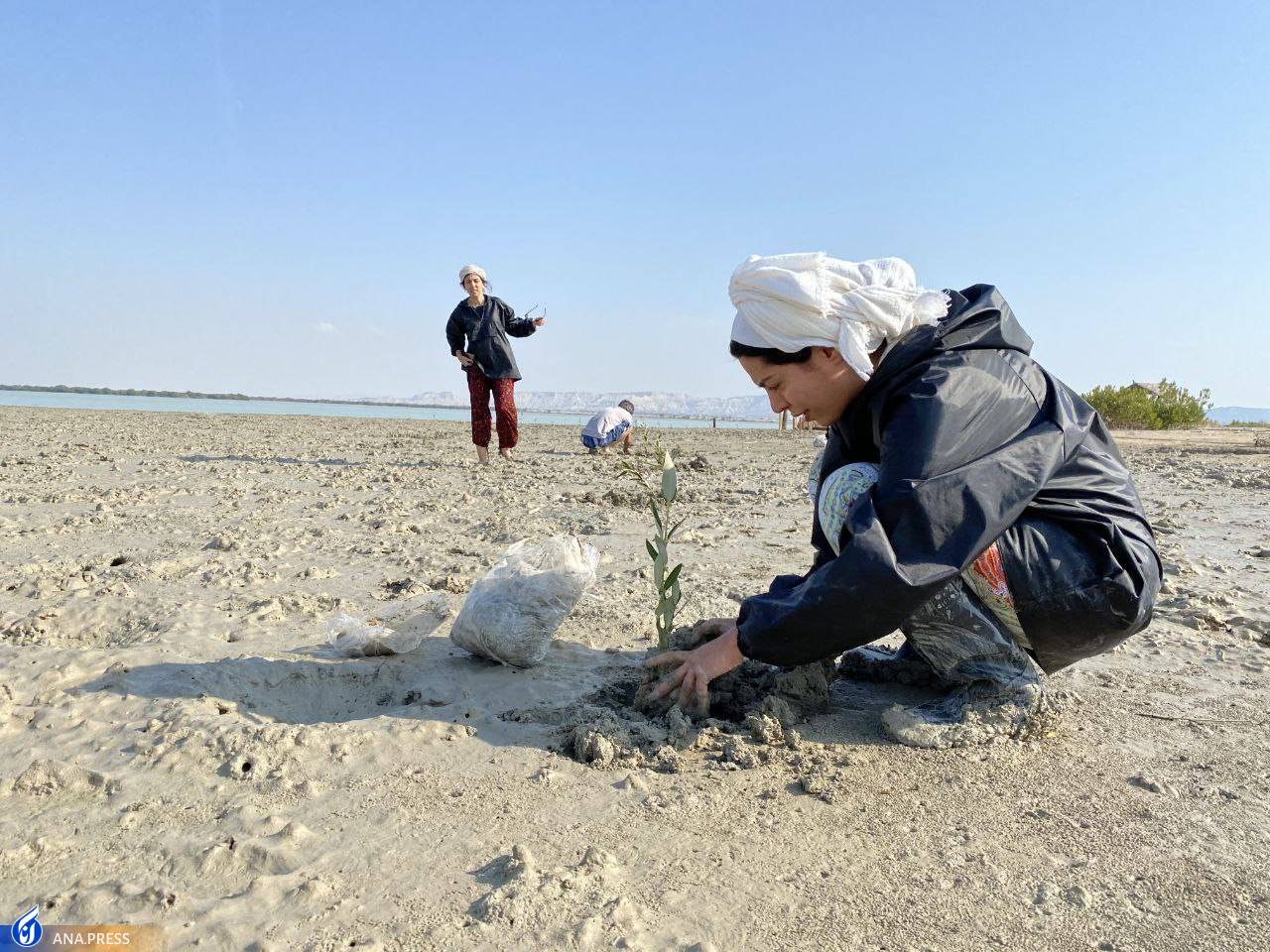 اهالی یک روستا در قشم جنگل‌های حرا را گسترش می‌دهند