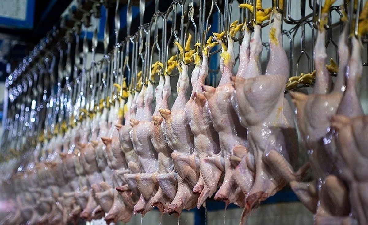 ۱۰۰ هزار تن گوشت مرغ تا پایان سال صادر خواهد شد