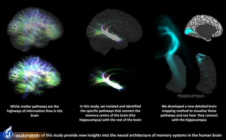 دانشمندان دقیقترین نقشه مرکز حافظه مغز را ایجاد کردهاند دانشمندان دقیقترین نقشه مرکز حافظه مغز را ایجاد کردهاند