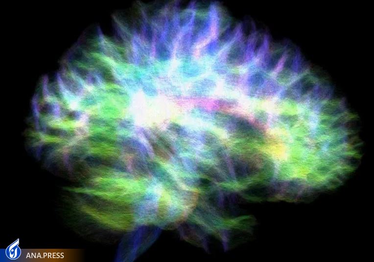 دانشمندان دقیق‌ترین نقشه مرکز حافظه مغز را ایجاد کرده‌اند