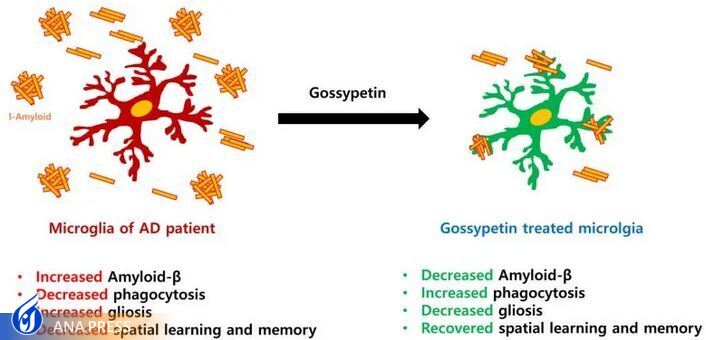 برای شکست آلزایمر چای هیبیسکوس بخورید برای شکست آلزایمر چای هیبیسکوس بخورید