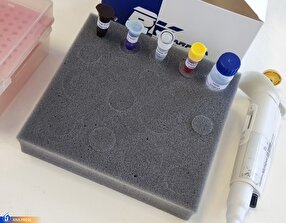 طراحی و ساخت کیت تشخیص مقاومت چنددارویی باکتری
