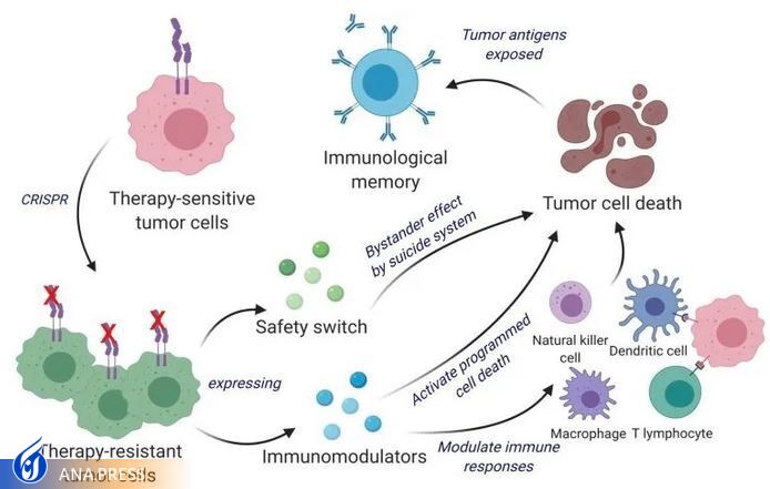 واکسن سرطان به طور همزمان تومورهای مغزی را میکشد و از آن جلوگیری میکند واکسن سرطان به طور همزمان تومورهای مغزی را میکشد و از آن جلوگیری میکند
