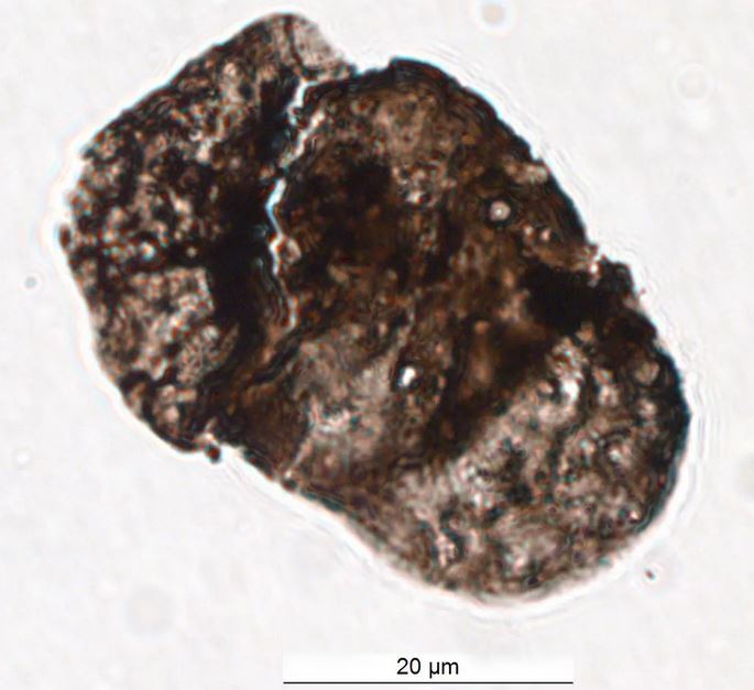 اشعه ماوراء بنفش در رویدادهای انقراض دسته جمعی نقش داشته است اشعه ماوراء بنفش در رویدادهای انقراض دسته جمعی نقش داشته است