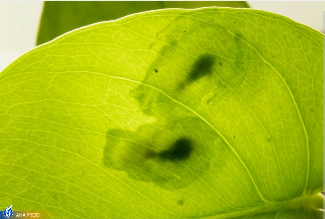 قورباغههای شیشهای چگونه خود را نامرئی میکنند؟ قورباغههای شیشهای چگونه خود را نامرئی میکنند؟