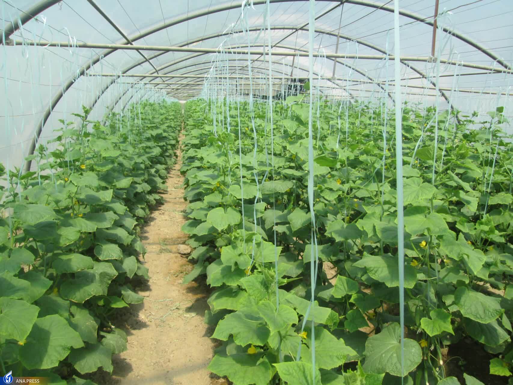 حرکت پرشتاب طرح‌های دانش‌بنیان کشاورزی در ورامین