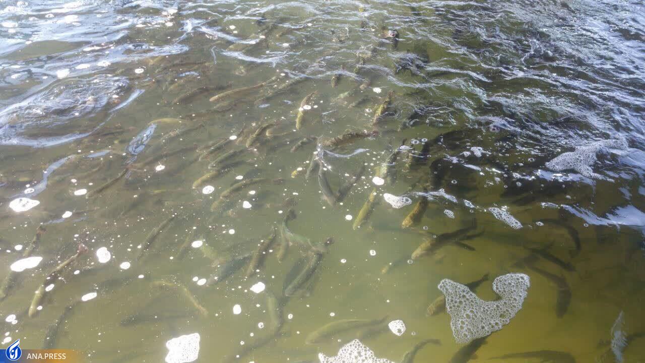 حرکت پرشتاب طرح‌های دانش‌بنیان کشاورزی در ورامین