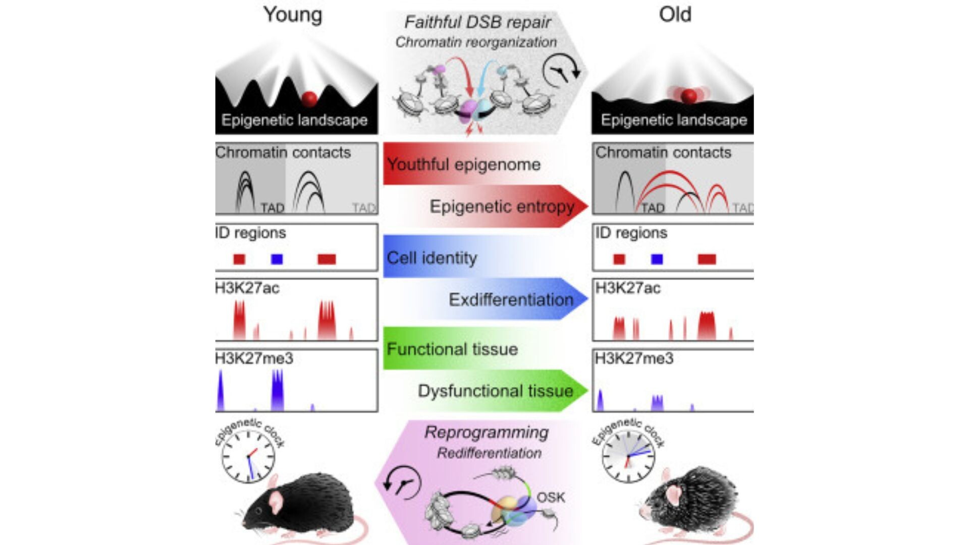 روند پیری را میتوان معکوس کرد روند پیری را میتوان معکوس کرد