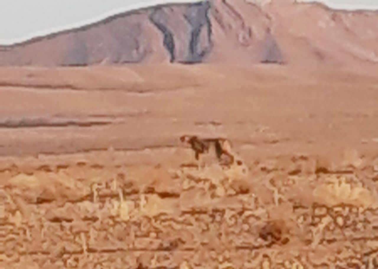 مشاهده و ثبت تصویر یک قلاده یوزپلنگ آسیایی در جاجرم مشاهده و ثبت تصویر یک قلاده یوزپلنگ آسیایی در جاجرم