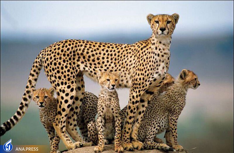 ذبح تلاش با تاخیرهایی که درس عبرت نمی‌شوند