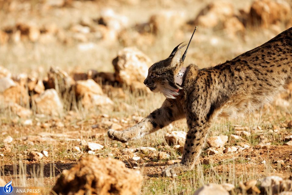 ذبح تلاش با تاخیرهایی که درس عبرت نمیشوند ذبح تلاش با تاخیرهایی که درس عبرت نمیشوند