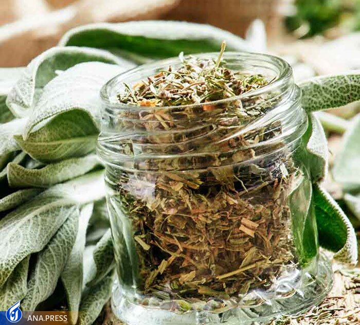 کنترل چربی و قند خون با محصولی بر پایه «گیاه مریم گلی»