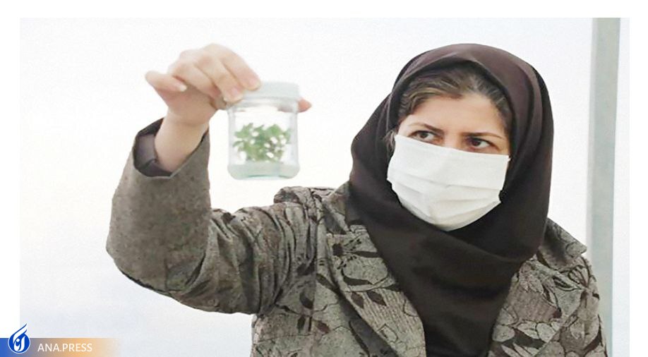 سرای نوآوری کشت بافت گیاهی سرای نوآوری کشت بافت گیاهی