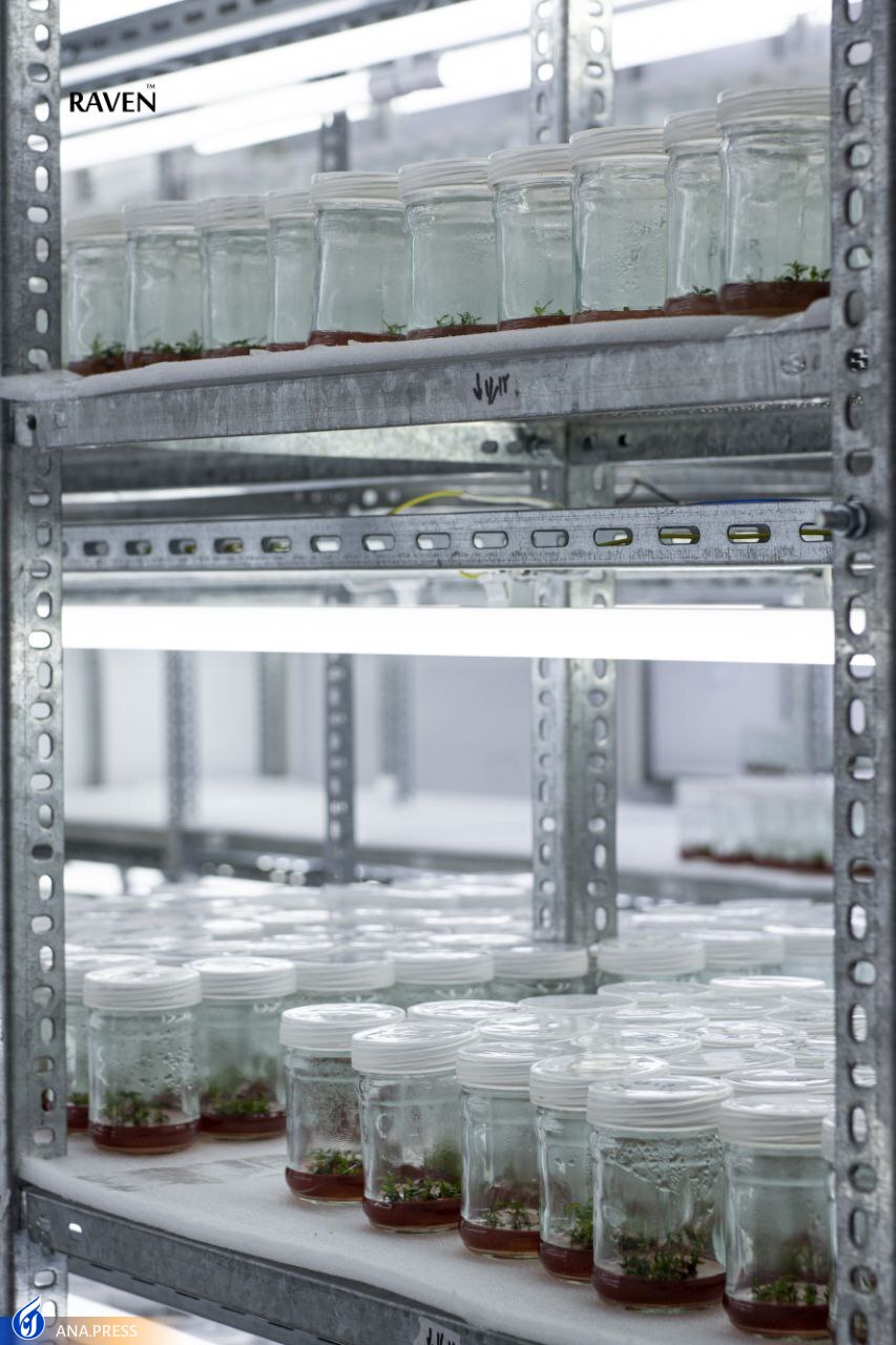 سرای نوآوری کشت بافت گیاهی سرای نوآوری کشت بافت گیاهی