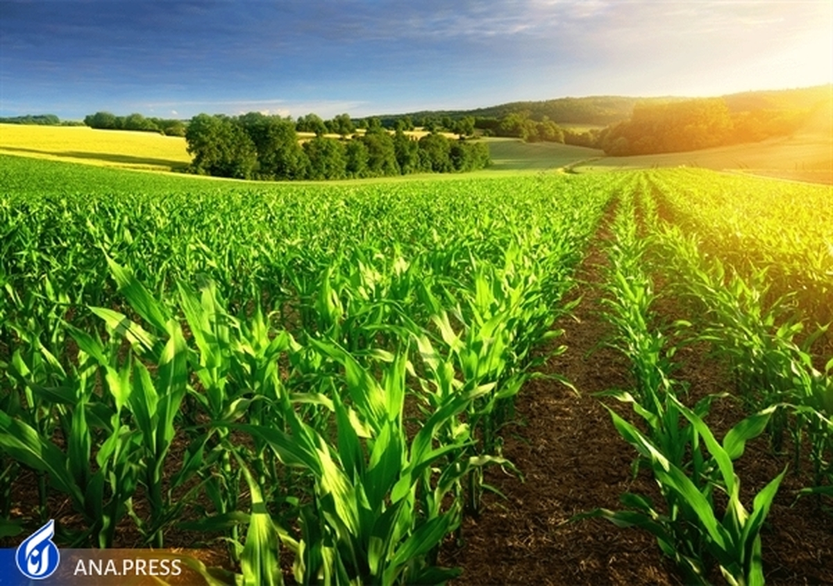 حمایت ۱۷۲ هزار میلیارد ریالی بانک کشاورزی از زراعت محصولات بهاره و پاییزه در ده ماهه سال جاری