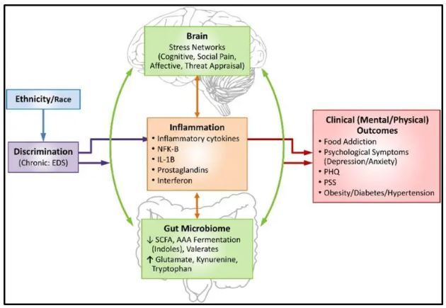 دانشمندان عواقب بیولوژیکی نژادپرستی را کشف کردند دانشمندان عواقب بیولوژیکی نژادپرستی را کشف کردند