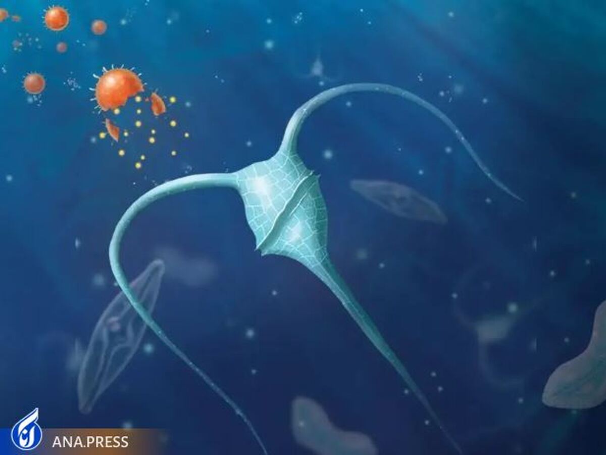 محققان بین‌المللی اولین نشانه‌های «بارور کردن اقیانوس‌ها» را کشف کردند