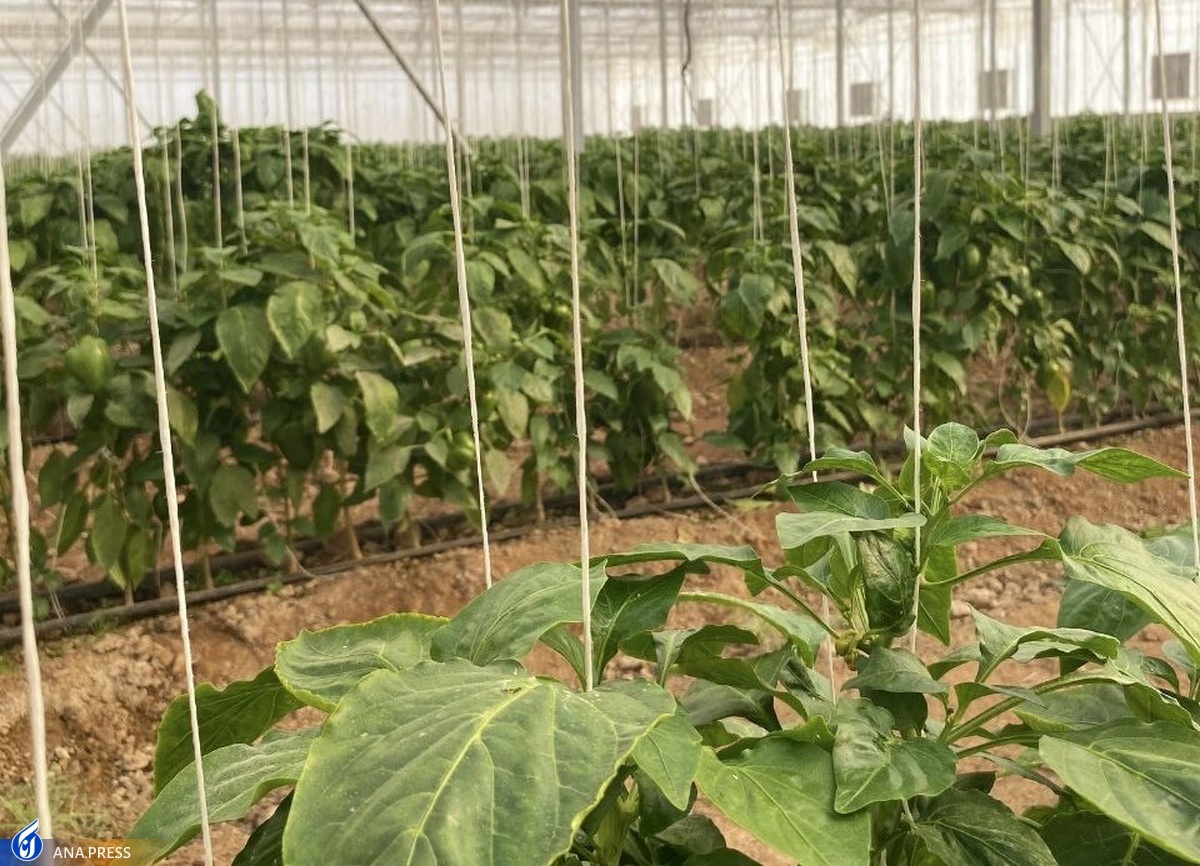 سراهای نوآوری داری مجوز دائم را بهتر بشناسیم