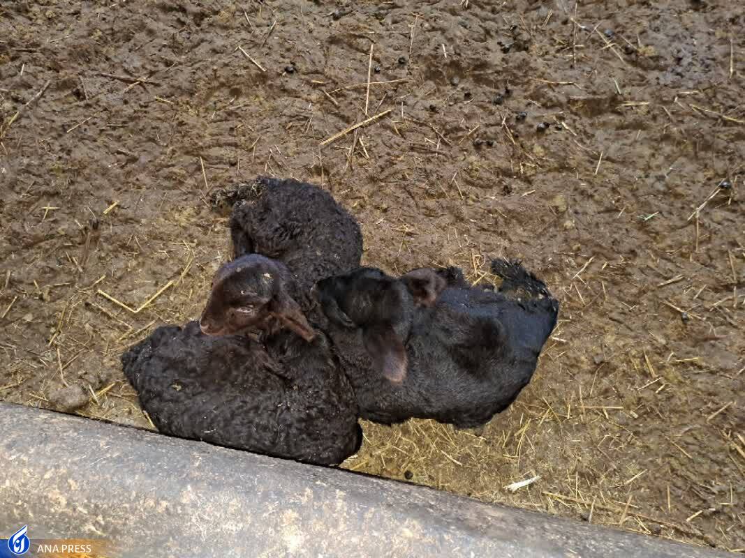 اصلاح نژاد گوسفندهای «افشار» برای خودکفایی/ میشهایی که به سهقلوزایی رسیدند اصلاح نژاد گوسفندهای «افشار» برای خودکفایی/ میشهایی که به سهقلوزایی رسیدند