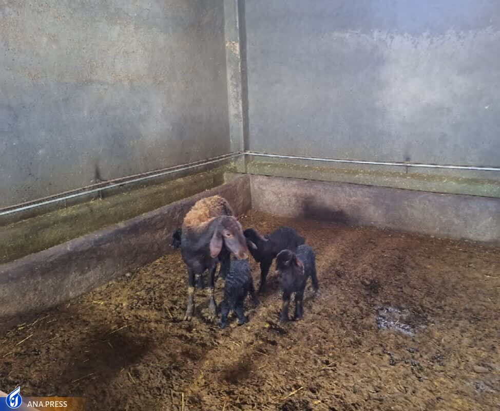 اصلاح نژاد گوسفندهای «افشار» برای خودکفایی/ میشهایی که به سهقلوزایی رسیدند اصلاح نژاد گوسفندهای «افشار» برای خودکفایی/ میشهایی که به سهقلوزایی رسیدند