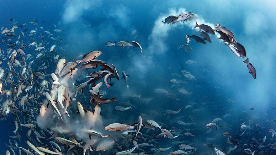 آنا گزارش میدهد؛ آنا گزارش میدهد؛