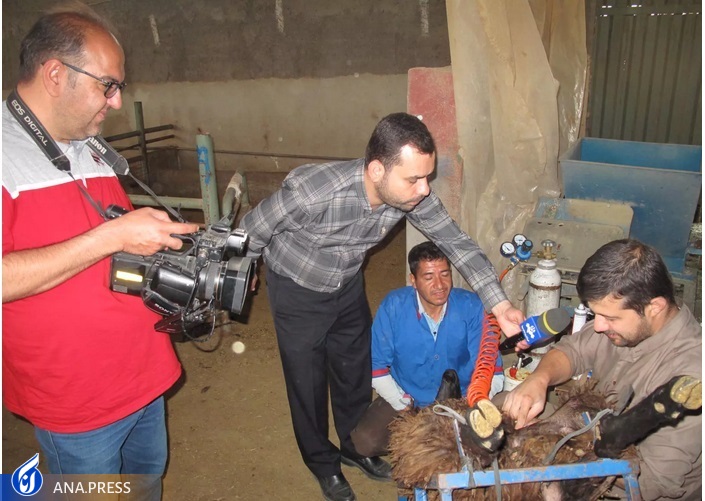 از تولید دانش‌بنیان گوسفند دوقلوزا تا افزایش بهره‌وری در صنعت دامپروری