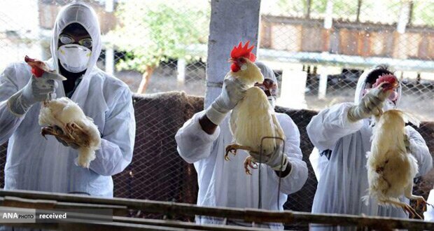 احتمال شیوع آنفلوانزای فوق حاد پرندگان در ایران احتمال شیوع آنفلوانزای فوق حاد پرندگان در ایران